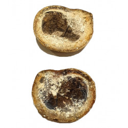 Pteronisculus cicatrosus