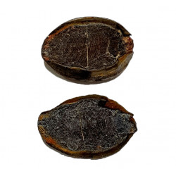 Pteronisculus cicatrosus