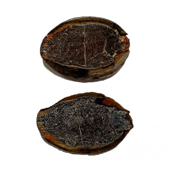 Pteronisculus cicatrosus