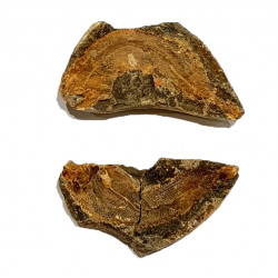 Pteronisculus cicatrosus