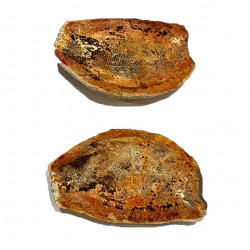 Pteronisculus cicatrosus