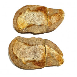 Pteronisculus cicatrosus