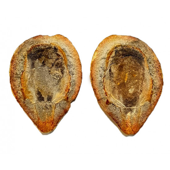 Pteronisculus cicatrosus