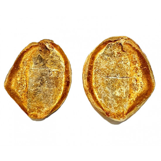 Pteronisculus cicatrosus
