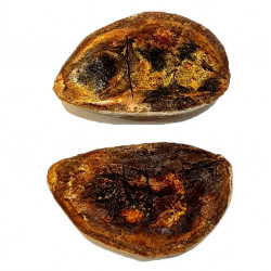 Pteronisculus cicatrosus