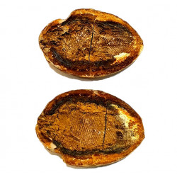 Pteronisculus cicatrosus