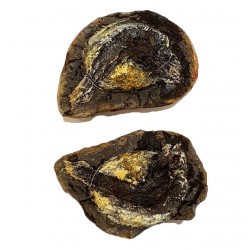 Pteronisculus cicatrosus