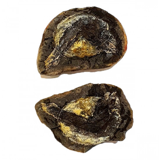 Pteronisculus cicatrosus