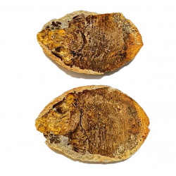 Poisson indeterminé
