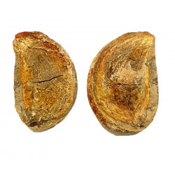 Pteronisculus cicatrosus