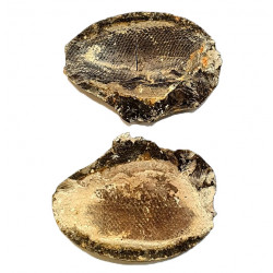 Pteronisculus cicatrosus