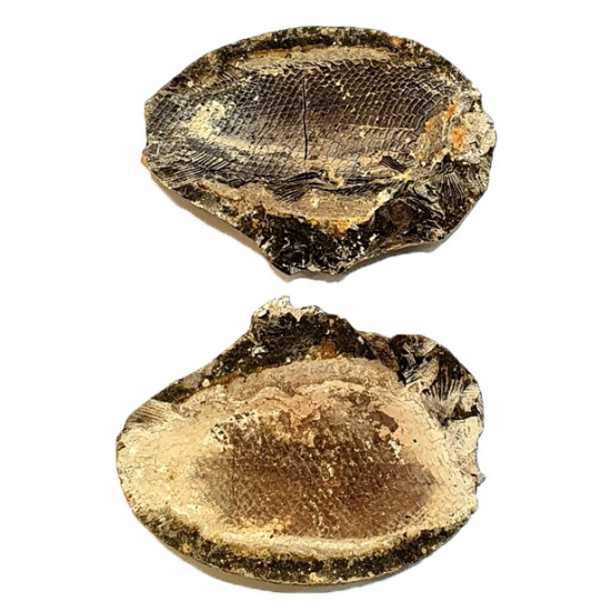 Pteronisculus cicatrosus