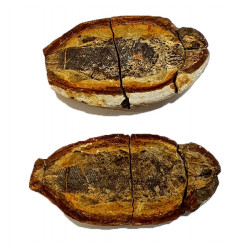 Pteronisculus cicatrosus