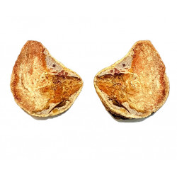 Pteronisculus cicatrosus