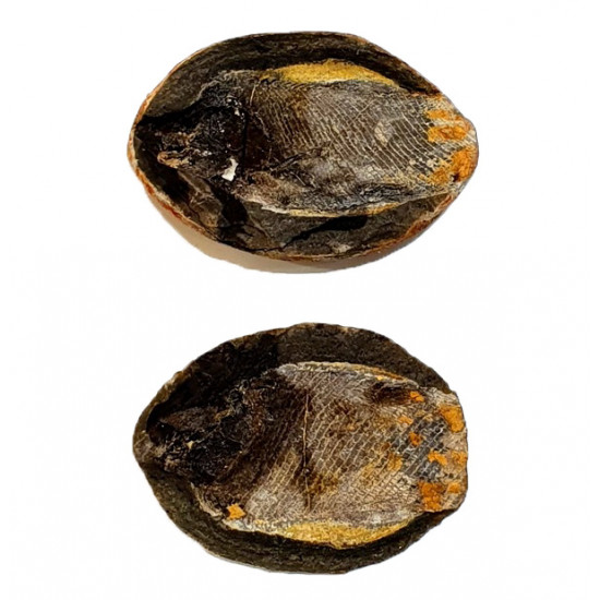 Pteronisculus cicatrosus