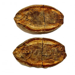 Pteronisculus cicatrosus