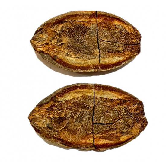 Pteronisculus cicatrosus