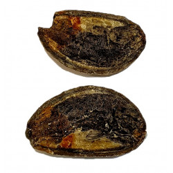 Pteronisculus cicatrosus