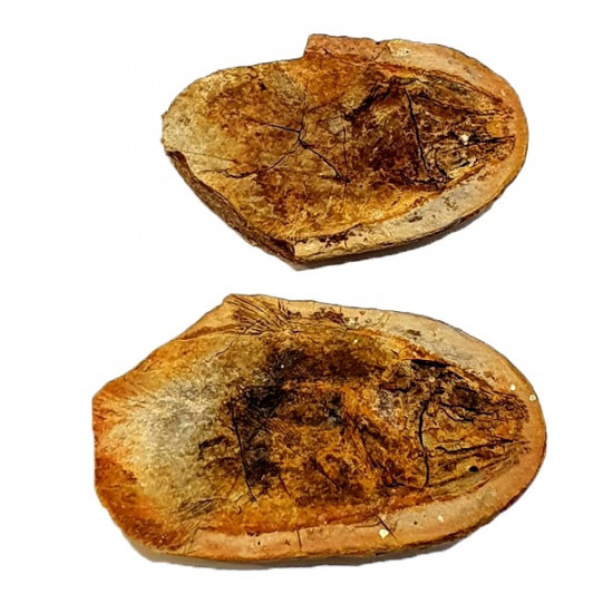 Whiteia woodwardi "coelacanthe"