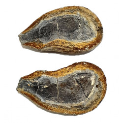 Pteronisculus cicatrosus