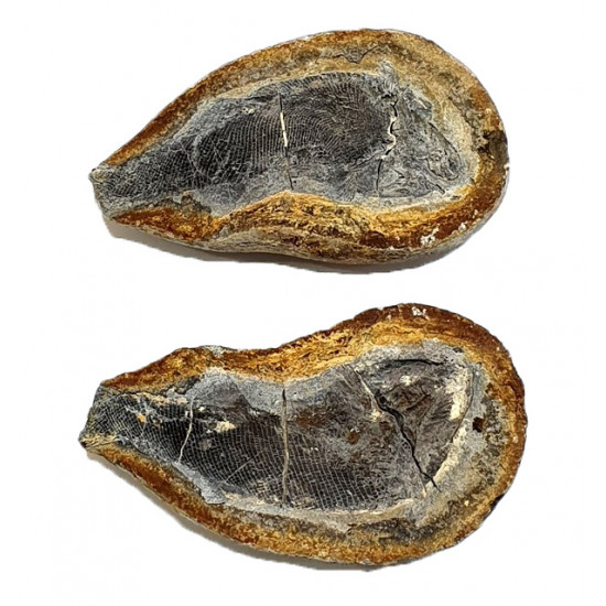 Pteronisculus cicatrosus