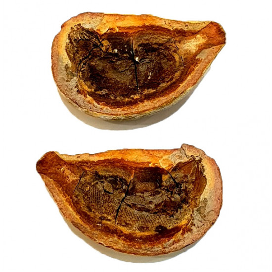 Pteronisculus cicatrosus