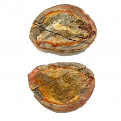 Pteronisculus cicatrosus