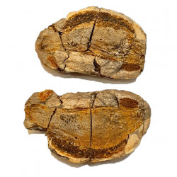 Pteronisculus cicatrosus
