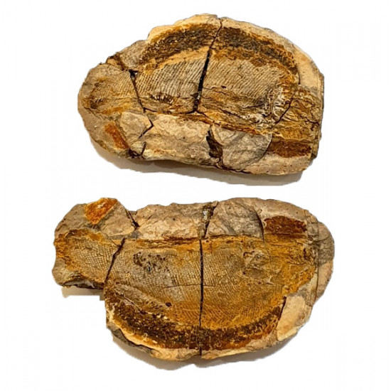 Pteronisculus cicatrosus