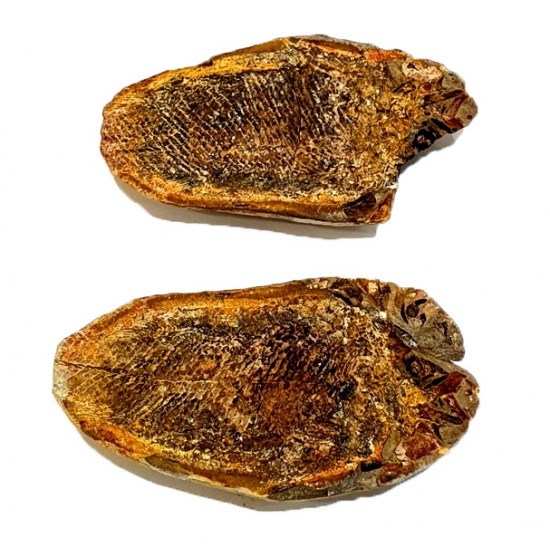 Pteronisculus cicatrosus