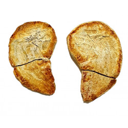 Pteronisculus cicatrosus