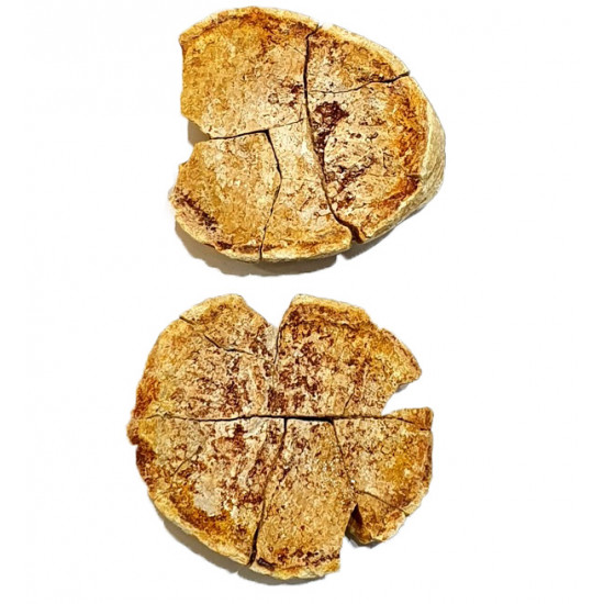 Bobasatrania mahavavica