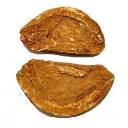 Pteronisculus cicatrosus