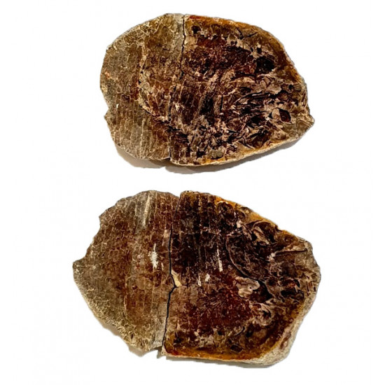 Bobasatrania mahavavica