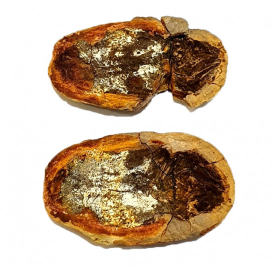 Whiteia woodwardi "coelacanthe"