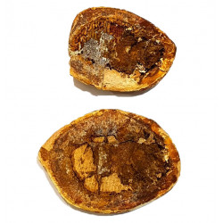 Bobasatrania mahavavica