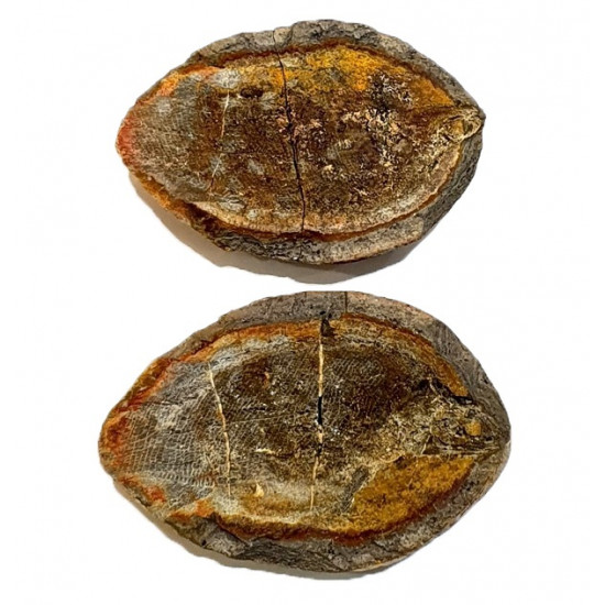 Pteronisculus cicatrosus