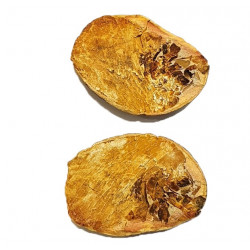 Bobasatrania mahavavica