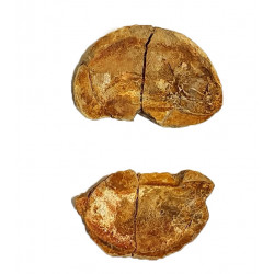 Pteronisculus cicatrosus