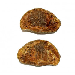 Pteronisculus cicatrosus