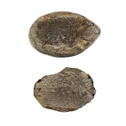 Pteronisculus cicatrosus