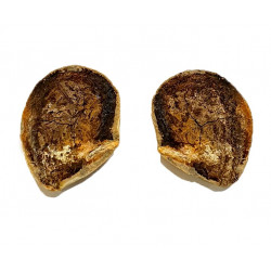 Pteronisculus cicatrosus