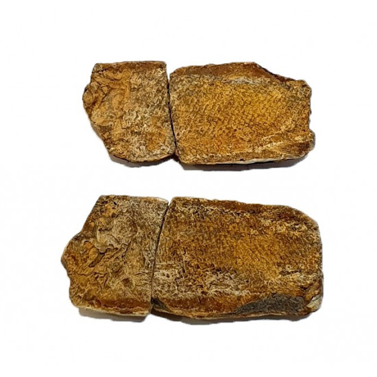 Pteronisculus cicatrosus