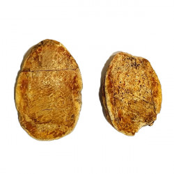 Pteronisculus cicatrosus
