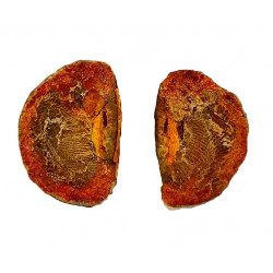 Pteronisculus cicatrosus