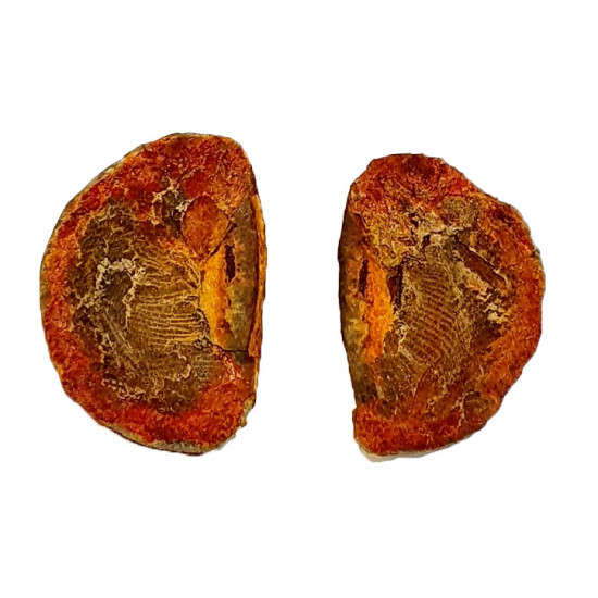 Pteronisculus cicatrosus