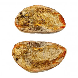 Pteronisculus cicatrosus