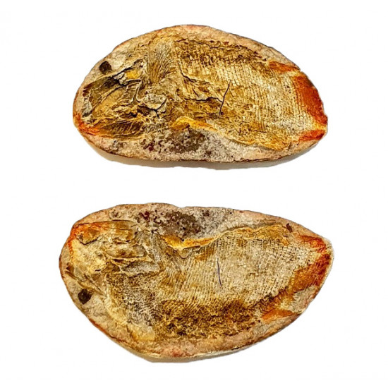 Pteronisculus cicatrosus