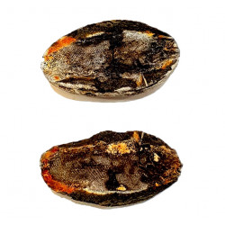 Pteronisculus cicatrosus