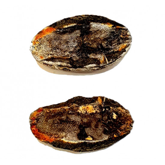 Pteronisculus cicatrosus